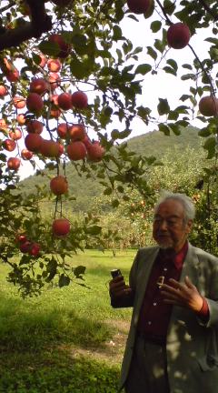 樹齢70年の林檎の木＠増田